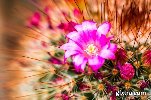 Collection of blooming cactus flowers cactus in the desert 25 HQ Jpeg