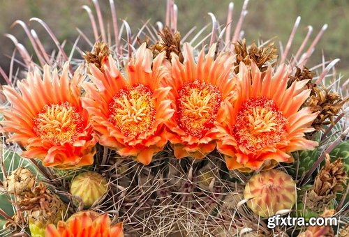 Collection of blooming cactus flowers cactus in the desert 25 HQ Jpeg