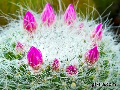 Collection of blooming cactus flowers cactus in the desert 25 HQ Jpeg