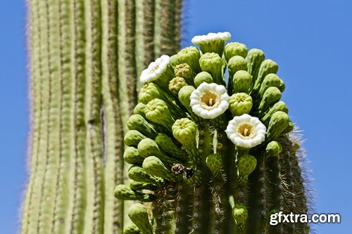 Collection of blooming cactus flowers cactus in the desert 25 HQ Jpeg