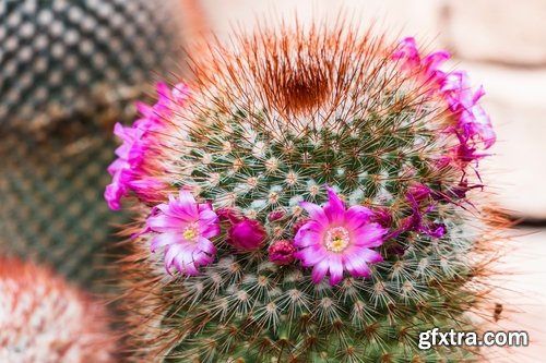 Collection of blooming cactus flowers cactus in the desert 25 HQ Jpeg