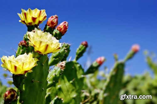 Collection of blooming cactus flowers cactus in the desert 25 HQ Jpeg