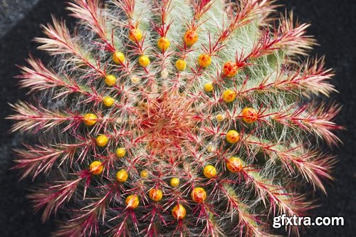 Collection of blooming cactus flowers cactus in the desert 25 HQ Jpeg