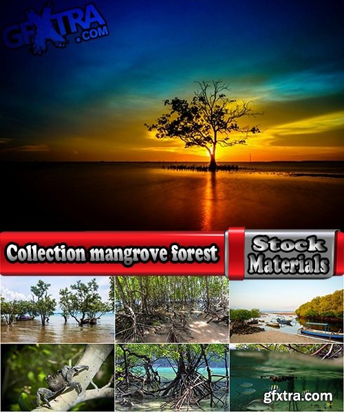 Collection mangrove forest mangrove in the sea and sea bay 25 HQ Jpeg