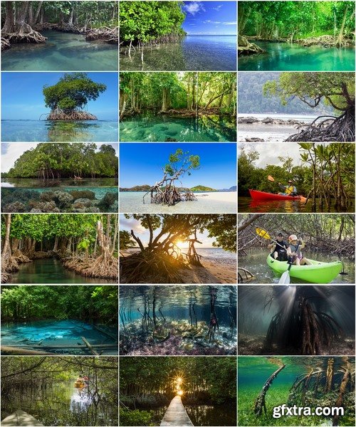 Collection mangrove forest mangrove in the sea and sea bay 25 HQ Jpeg