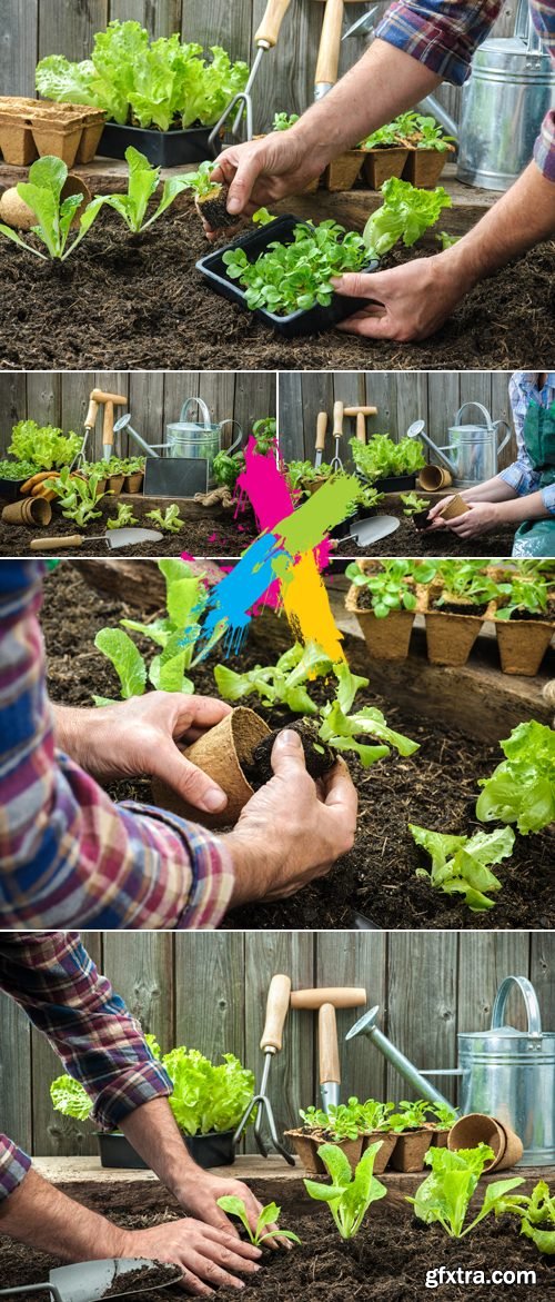 Stock Photo - Farmer Planting Young Seedlings