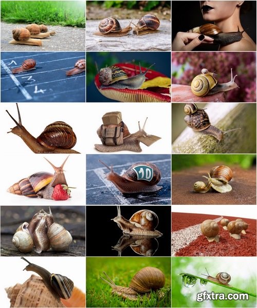 Collection Beautiful macro snail with detenyshemi a variety of backgrounds nature leaf with water grass 25 HQ Jpeg