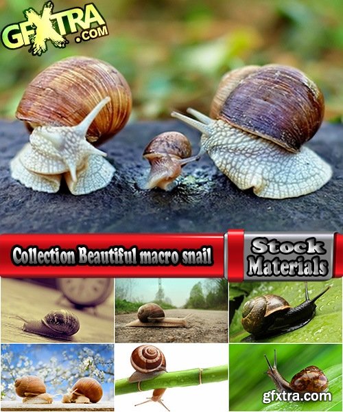 Collection Beautiful macro snail with detenyshemi a variety of backgrounds nature leaf with water grass 25 HQ Jpeg