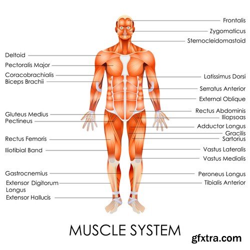 Human anatomy