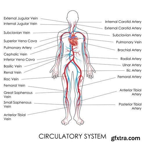 Human anatomy