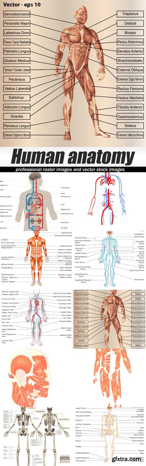 Human anatomy