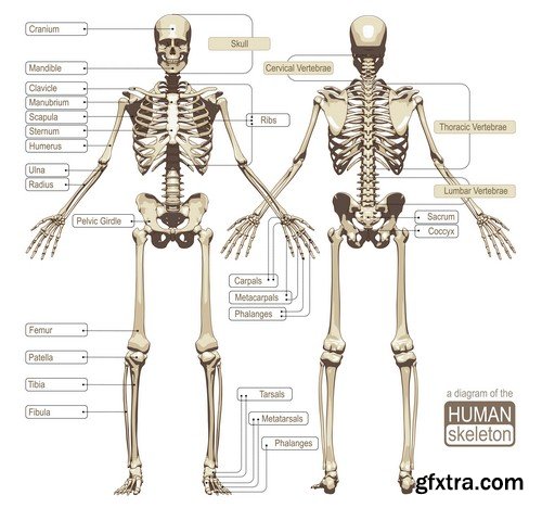 Human anatomy