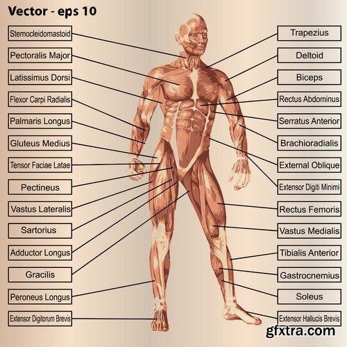 Human anatomy