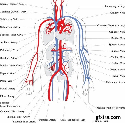 Human anatomy