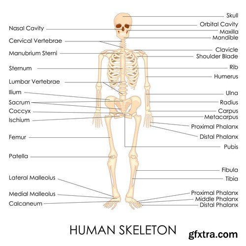 Human anatomy