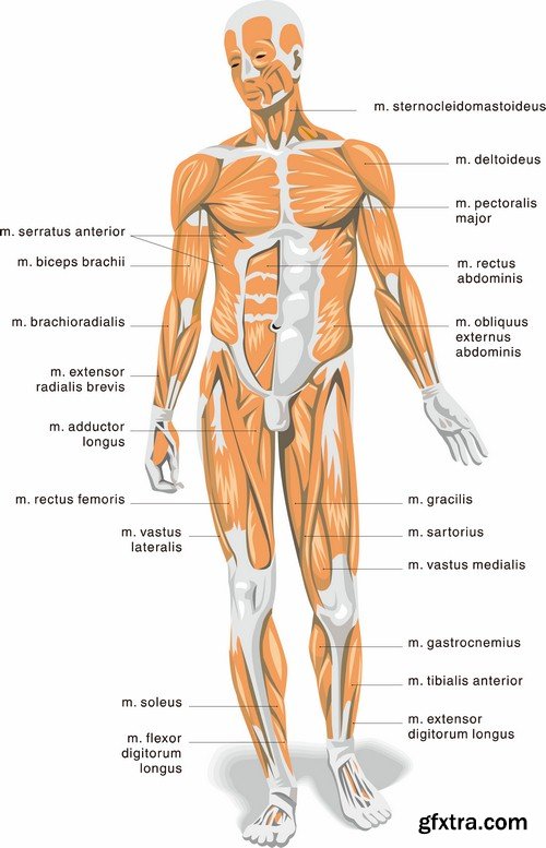 Human anatomy