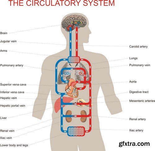 Human anatomy