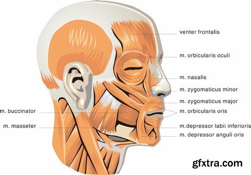 Human anatomy