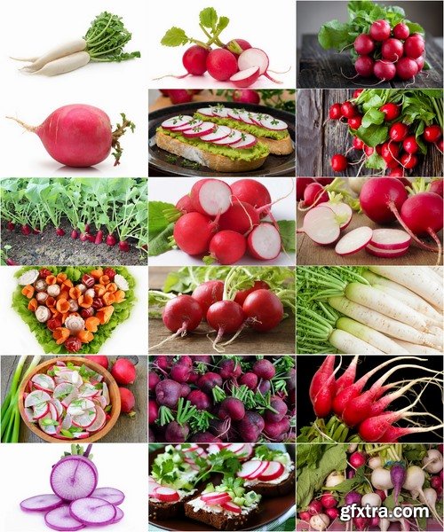 Collection of delicious red white radish salad with radish 25 HQ Jpeg