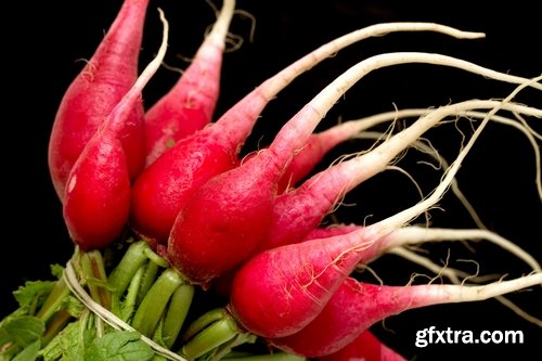 Collection of delicious red white radish salad with radish 25 HQ Jpeg