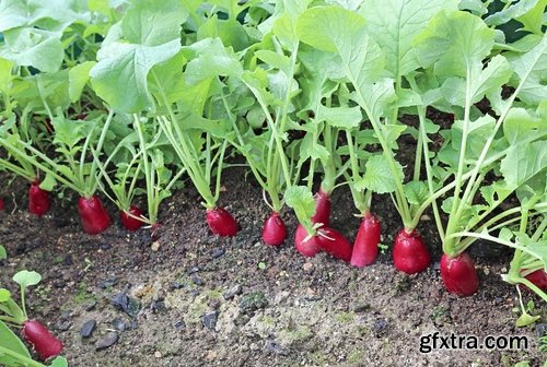 Collection of delicious red white radish salad with radish 25 HQ Jpeg