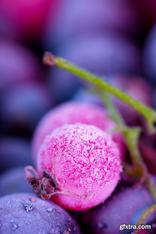 Berries Macro View - 5x JPEG