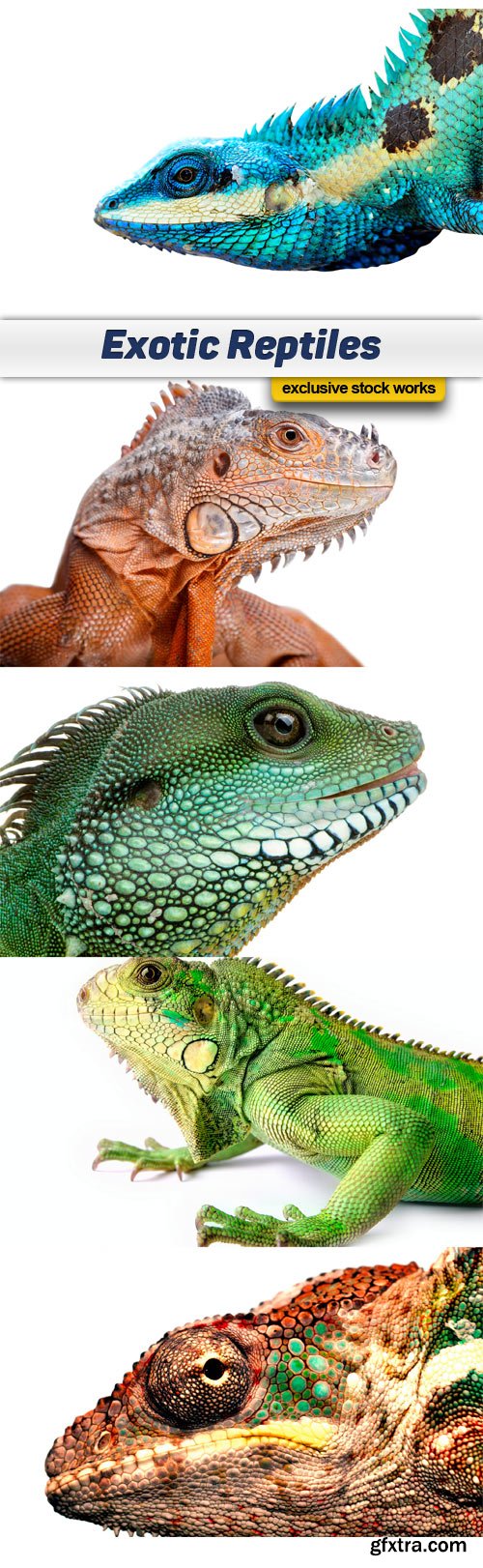 Exotic Reptiles - 5 JPEG