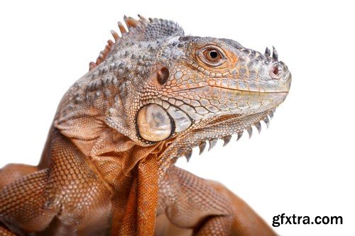 Exotic Reptiles - 5 JPEG