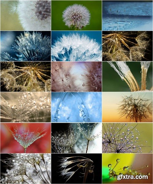 Collection macro dandelion seeds dandelion fluff 25 HQ Jpeg