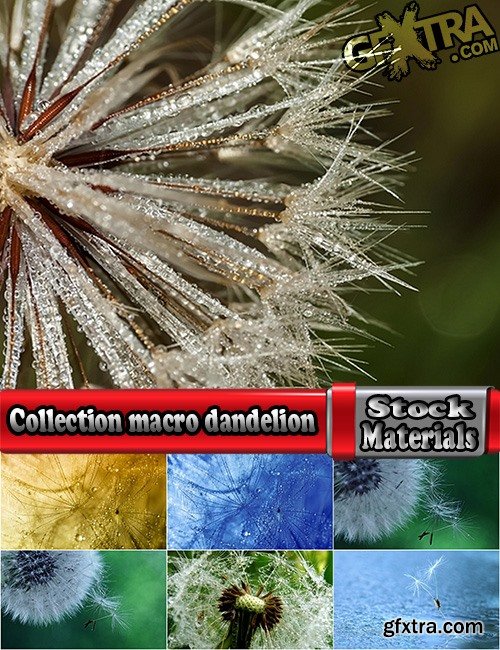 Collection macro dandelion seeds dandelion fluff 25 HQ Jpeg