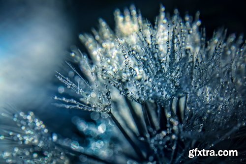 Collection macro dandelion seeds dandelion fluff 25 HQ Jpeg