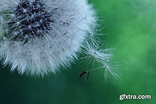 Collection macro dandelion seeds dandelion fluff 25 HQ Jpeg