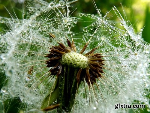 Collection macro dandelion seeds dandelion fluff 25 HQ Jpeg