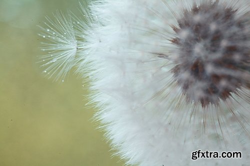 Collection macro dandelion seeds dandelion fluff 25 HQ Jpeg