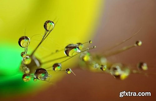 Collection macro dandelion seeds dandelion fluff 25 HQ Jpeg