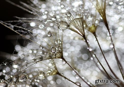 Collection macro dandelion seeds dandelion fluff 25 HQ Jpeg