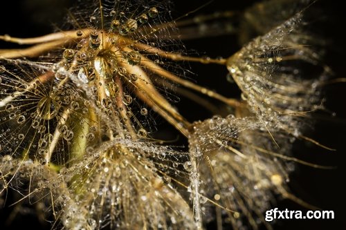 Collection macro dandelion seeds dandelion fluff 25 HQ Jpeg