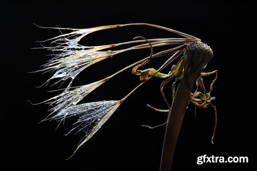 Collection macro dandelion seeds dandelion fluff 25 HQ Jpeg