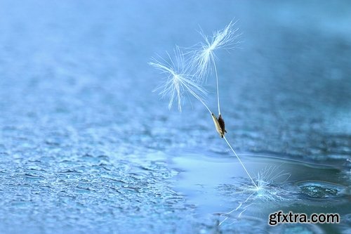 Collection macro dandelion seeds dandelion fluff 25 HQ Jpeg