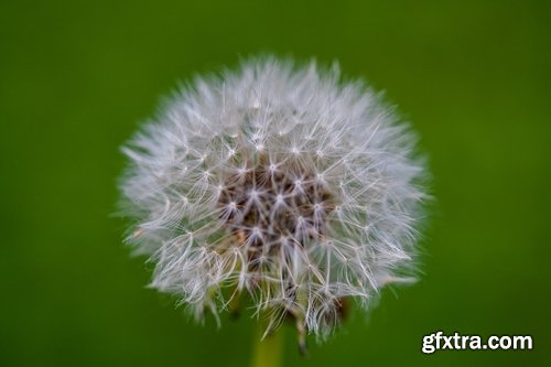 Collection macro dandelion seeds dandelion fluff 25 HQ Jpeg