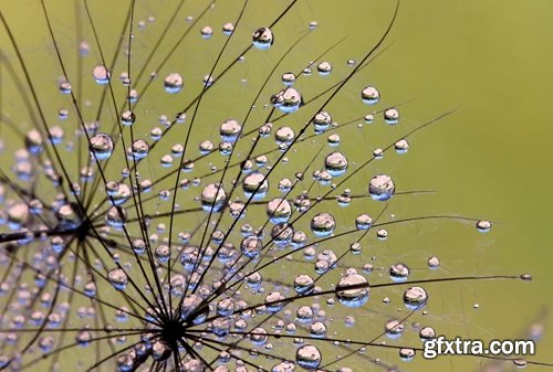 Collection macro dandelion seeds dandelion fluff 25 HQ Jpeg