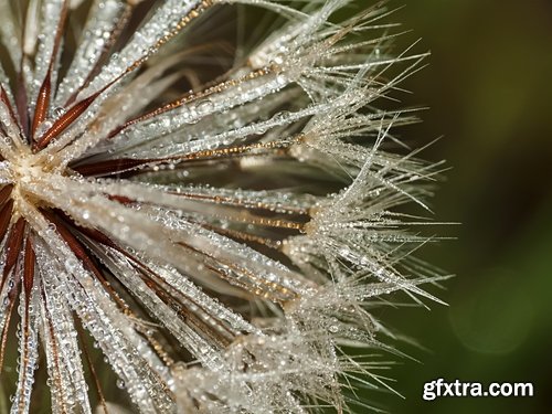 Collection macro dandelion seeds dandelion fluff 25 HQ Jpeg