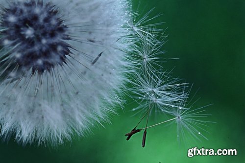 Collection macro dandelion seeds dandelion fluff 25 HQ Jpeg