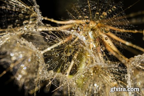 Collection macro dandelion seeds dandelion fluff 25 HQ Jpeg