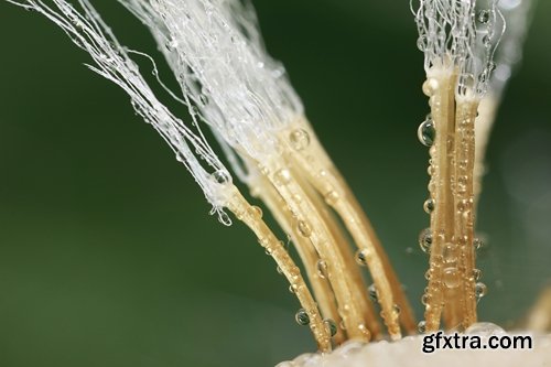 Collection macro dandelion seeds dandelion fluff 25 HQ Jpeg