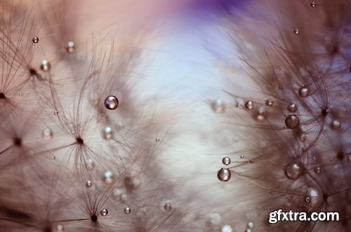 Collection macro dandelion seeds dandelion fluff 25 HQ Jpeg