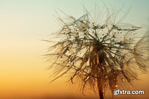 Collection macro dandelion seeds dandelion fluff 25 HQ Jpeg