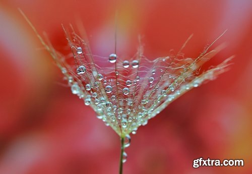 Collection macro dandelion seeds dandelion fluff 25 HQ Jpeg