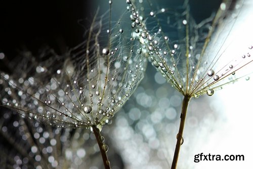 Collection macro dandelion seeds dandelion fluff 25 HQ Jpeg