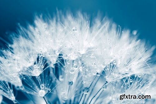 Collection macro dandelion seeds dandelion fluff 25 HQ Jpeg